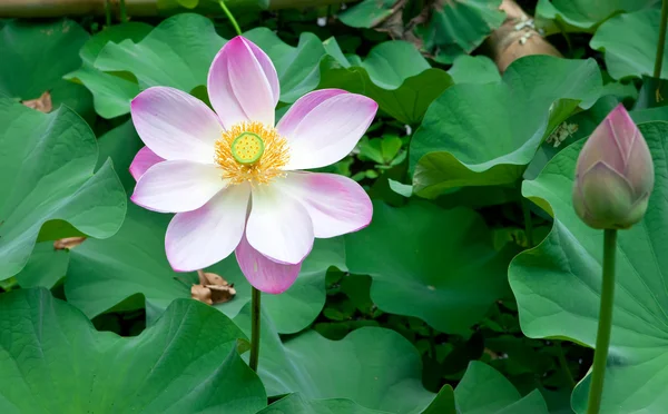 Fleur de lotus sur un vert — Photo