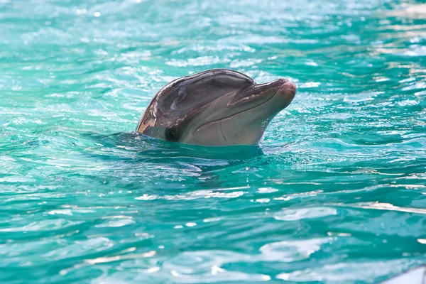 Delphin im Wasser — Stockfoto