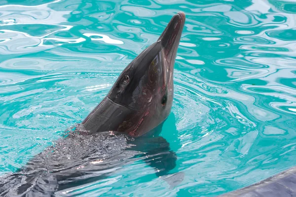 海豚在水中 — 图库照片