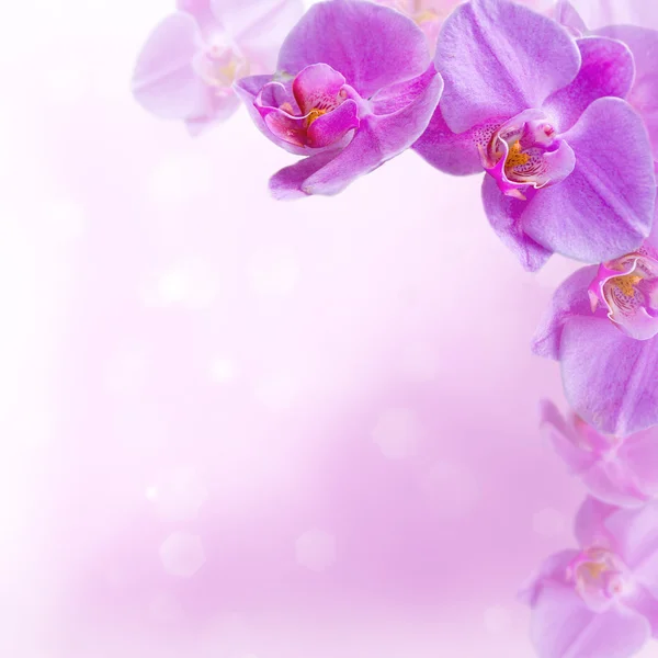 Orquídeas rosadas sobre un fondo abstracto —  Fotos de Stock