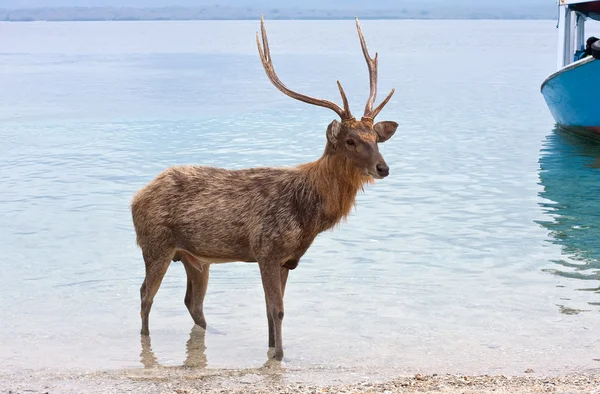 Cervo con grandi corna in oceano — Foto Stock