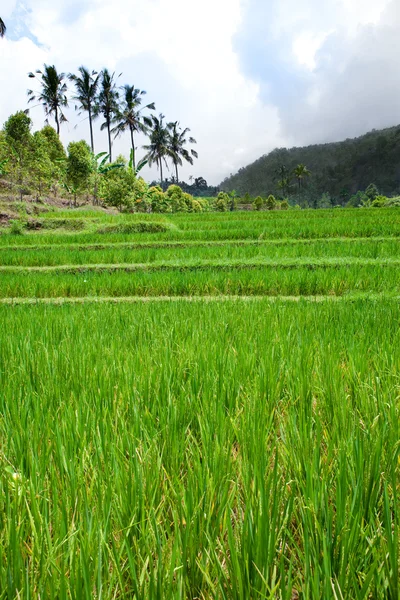 Widok na tarasy ryżowe, Bali, Indonezja — Zdjęcie stockowe