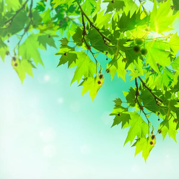 Листья плоского дерева на абстрактном фоне — стоковое фото