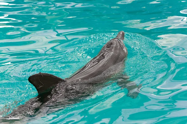 Dolphin i vatten — Stockfoto