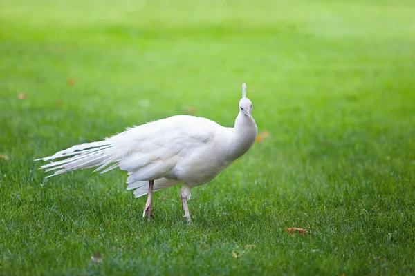 Biały Paw wśród zielonych — Zdjęcie stockowe