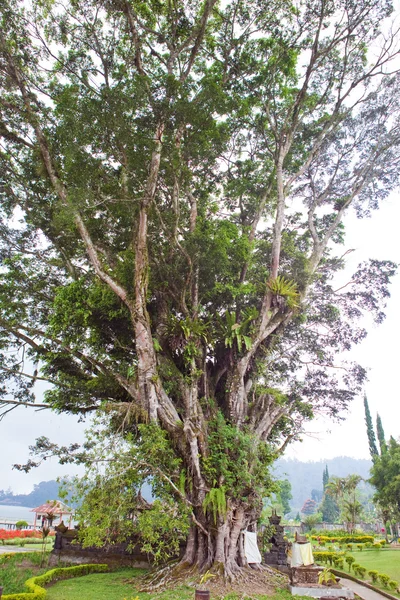 Posvátný strom v chrámu na jezerech beratan. Bali. Indonésie — Stock fotografie