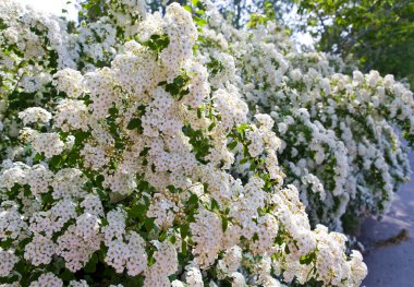 Bush with white flowers- Beautiful Spirea. (Spirea x vanhouttei) clipart