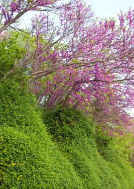 Trees with pink flowers- Crataegus laevigata Pauls Scarlet clipart