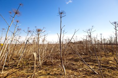 Gökyüzü arka planında kuru inek havucu