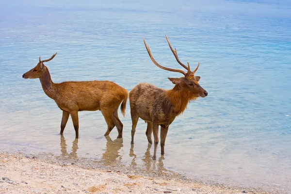 Due cervi nell'oceano — Foto Stock