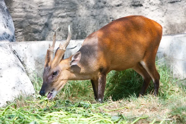 Kleiner Hirsch — Stockfoto