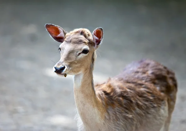 Small deer — Stock Photo, Image