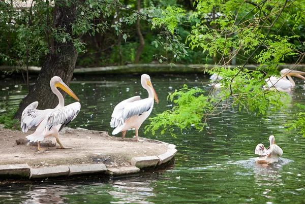 stock image Pelican