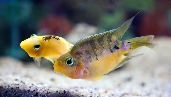Tropické malé ryby — Stock fotografie