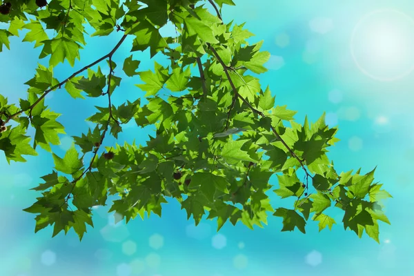 Листья плоского дерева на абстрактном фоне — стоковое фото