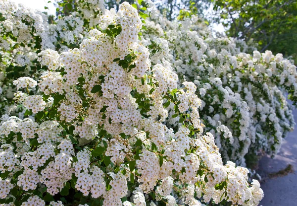 Krzew z piękne białe kwiaty - tawuła. (Spirea x vanhouttei) — Zdjęcie stockowe