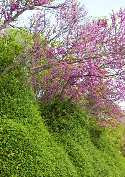 Stromy s růžovými květy Hloh obecný pauls scarlet — Stock fotografie