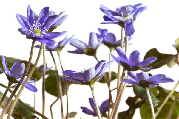Перші весняні квіти - проліски — стокове фото