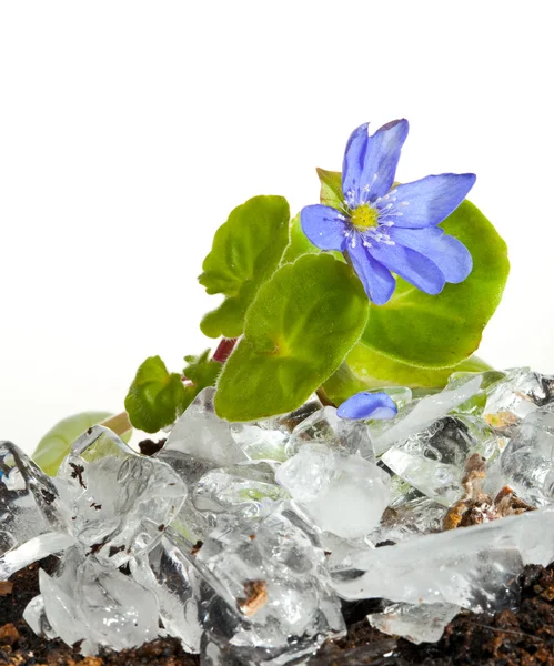 I primi fiori primaverili - bucaneve - crescono dal ghiaccio — Foto Stock