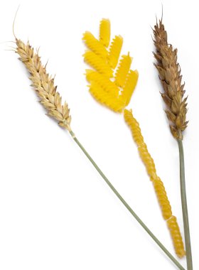 buğday ve makarna kulaktan doğal kulak