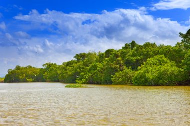 tropikal çalılıkları mangrov orman siyah Nehri üzerinde. Jamaika