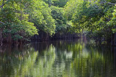 tropikal çalılıkları mangrov orman siyah Nehri üzerinde. Jamaika
