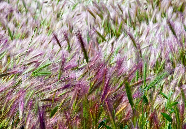Яскраві пурпурові і зелені вуха зернових — стокове фото