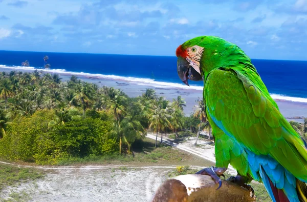 Bright parrot against the sea — Stock Photo, Image