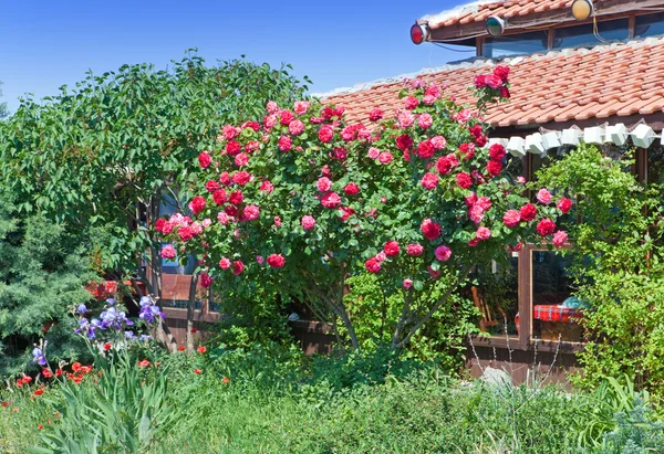Rosebush en un jardín — Foto de Stock