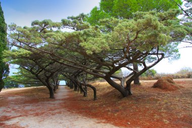 Yunanistan, Rodos. Avenue Park filerimos dağda eğri ağaçları ile