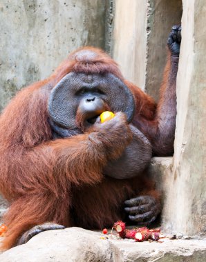 büyük orangutan turuncu yiyecek