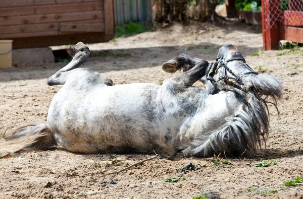Маленькая лошадь, пони, едет кататься по земле. — стоковое фото