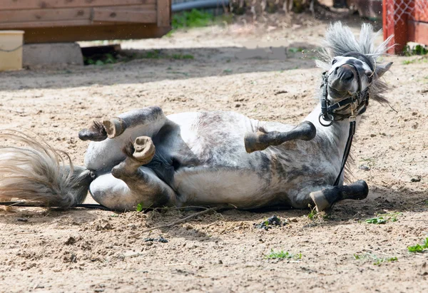 Το μικρό άλογο, πόνυ, πηγαίνει για μια μονάδα δίσκου από το έδαφος — Φωτογραφία Αρχείου