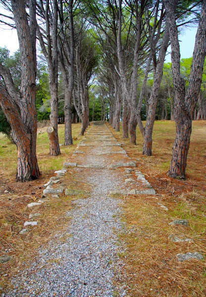 Yunanistan, Rodos. Avenue park filerimos dağ ağaçta ile — Stok fotoğraf
