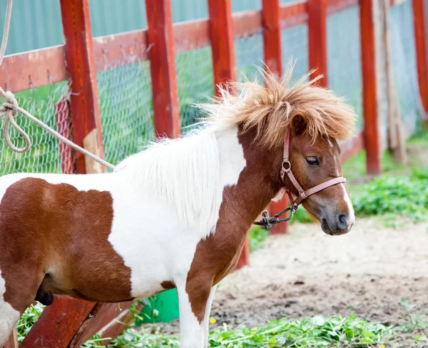 Piccolo pony macchiato rosso e bianco — Foto Stock
