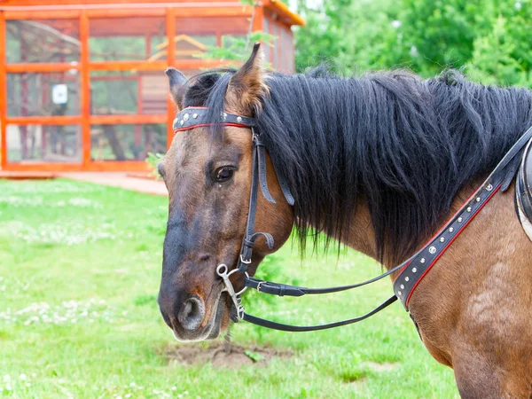 牧草地の馬 — ストック写真
