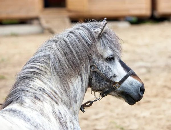 Grijze pony — Stockfoto
