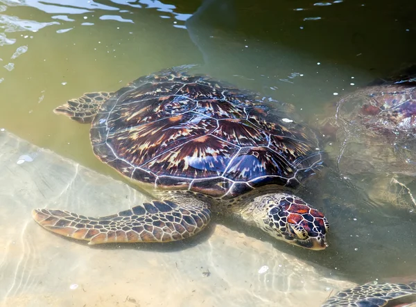 Kæmpeskildpadde i vand - Stock-foto