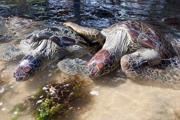 Kæmpe skildpadde spiser græs i vand - Stock-foto