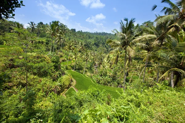 Tropické rostliny na svahu kopce, Indonésie. Bali — Stock fotografie