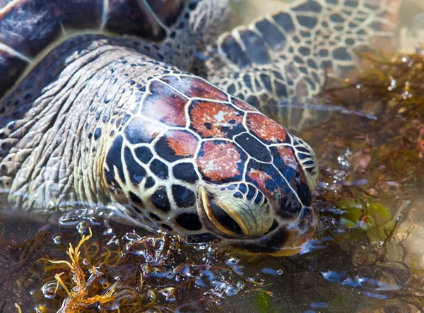 Гігантська черепаха їсть траву у воді — стокове фото