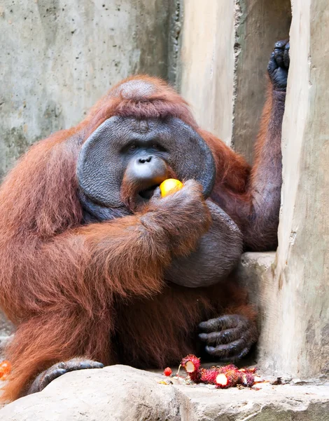 El orangután grande come naranja — Foto de Stock
