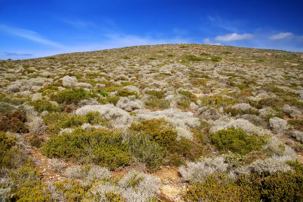 Hill, with a heather under the dark blue sky — Stock Photo, Image