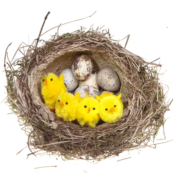 Nest met eieren en kippen op witte achtergrond — Stockfoto