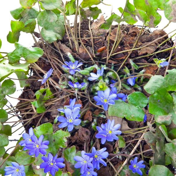 Pierwsze wiosenne kwiaty - Przebiśniegi — Zdjęcie stockowe