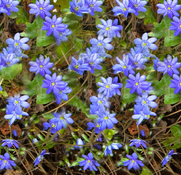 I primi fiori di primavera - bucaneve — Foto Stock