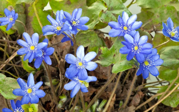 Pierwsze wiosenne kwiaty - Przebiśniegi — Zdjęcie stockowe