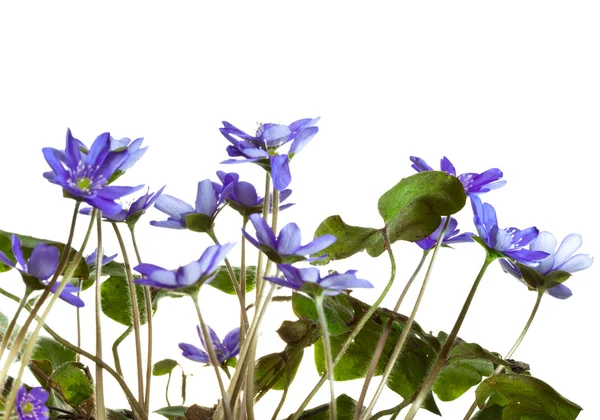 Перші весняні квіти - проліски — стокове фото