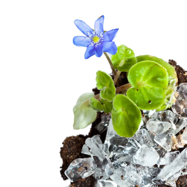 The first spring flowers - snowdrops- growing from ice — Stock Photo, Image
