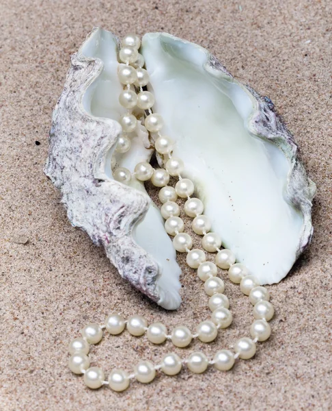 Perle und Schale — Stockfoto